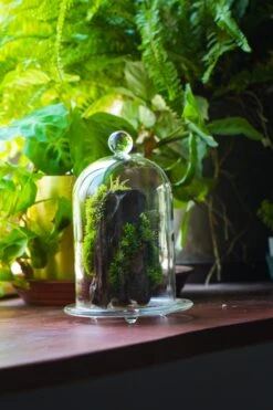 Round Tip Glass Dome Cloche With Glass Base And Gold Metal Base Set 17 Round Tip Glass Dome Cloche With Glass Base And Gold Metal Base Set -Ncyp Garden Store IMG 8685