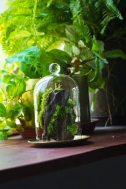 Round Tip Glass Dome Cloche With Glass Base And Gold Metal Base Set 18 Round Tip Glass Dome Cloche With Glass Base And Gold Metal Base Set -Ncyp Garden Store IMG 8687