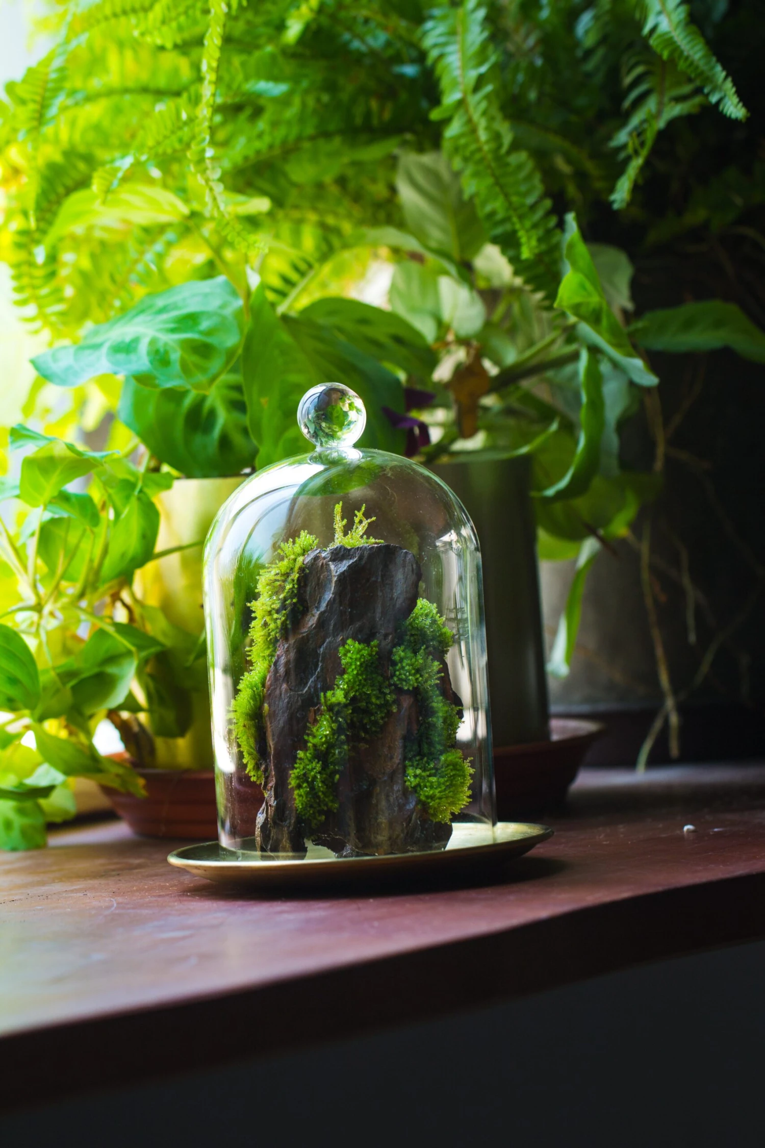 Round Tip Glass Dome Cloche With Glass Base And Gold Metal Base Set 10 Round Tip Glass Dome Cloche With Glass Base And Gold Metal Base Set - Image 8