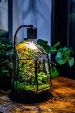 Planting Kit For This Close Geometric Tin Glass Terrarium With Door, Vent -Ncyp Garden Store IMG 8689 917d2c47 96ec 4b3b 8b7c 55eaecbabf76
