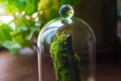 Round Tip Glass Dome Cloche With Glass Base And Gold Metal Base Set 19 Round Tip Glass Dome Cloche With Glass Base And Gold Metal Base Set -Ncyp Garden Store IMG 8690