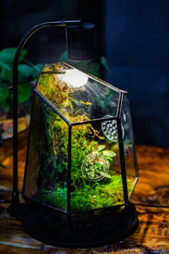 Planting Kit For This Close Geometric Tin Glass Terrarium With Door, Vent -Ncyp Garden Store IMG 8690 ce6a67f5 17c1 43e3 ab63 c33a965e6971