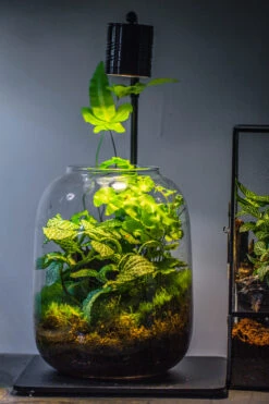 Terrarium Planting Kit Glass Jar And Black LED Grow Light With Base Kit, With Planting Material, DIY Kit 17 Terrarium Planting Kit Glass Jar And Black LED Grow Light With Base Kit, With Planting Material, DIY Kit -Ncyp Garden Store IMG 8696 6e23f13c bf49 48b9 b8cf 84793cf356be