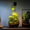 Terrarium Planting Kit Glass Jar And Black LED Grow Light With Base Kit, With Planting Material, DIY Kit