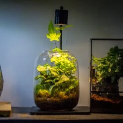 Terrarium Planting Kit Glass Jar And Black LED Grow Light With Base Kit, With Planting Material, DIY Kit