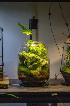 Terrarium Planting Kit Glass Jar And Black LED Grow Light With Base Kit, With Planting Material, DIY Kit 18 Terrarium Planting Kit Glass Jar And Black LED Grow Light With Base Kit, With Planting Material, DIY Kit -Ncyp Garden Store IMG 8705