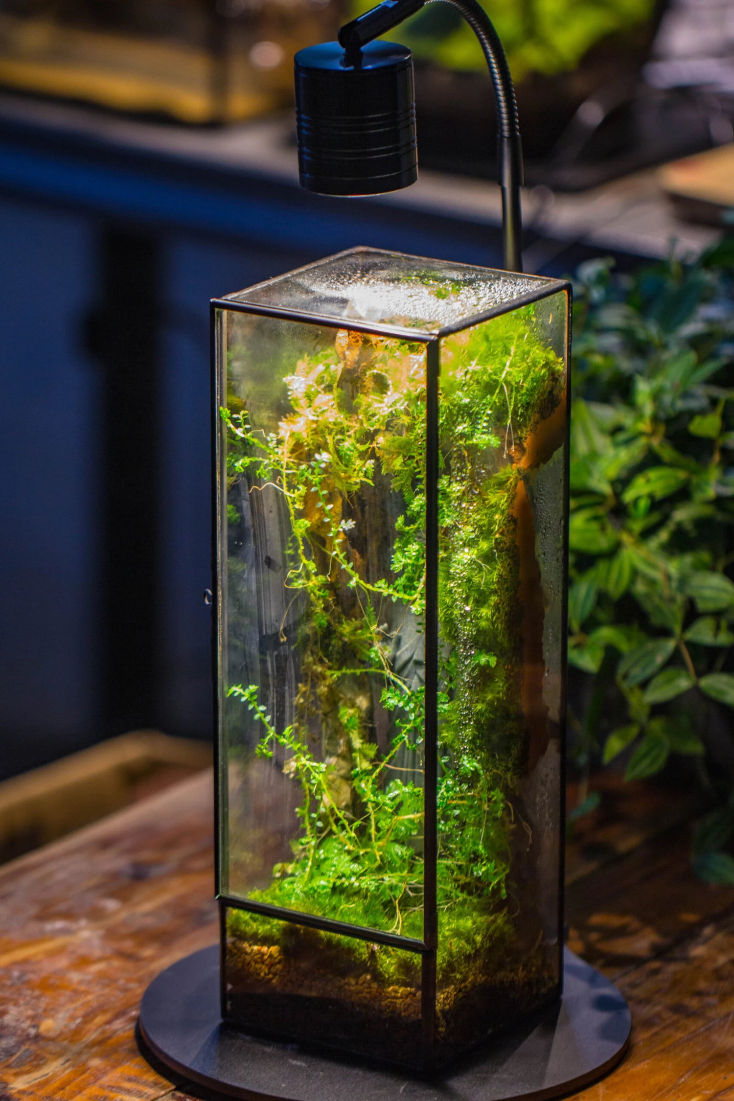 NCYP Close 11.8" Tall Geometric Glass Terrarium With Door, Tin Sealed Pillar, Planter For Moss Wall, Fern, Pitcher Plants, Tropical Plants 15 NCYP Close 11.8" Tall Geometric Glass Terrarium With Door, Tin Sealed Pillar, Planter For Moss Wall, Fern, Pitcher Plants, Tropical Plants - Image 13