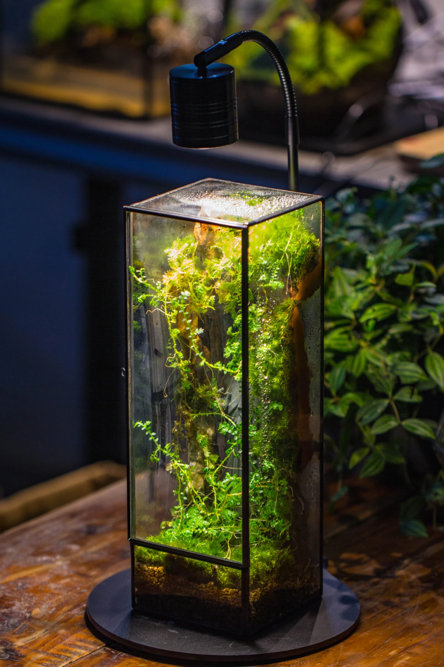 NCYP Close 11.8" Tall Geometric Glass Terrarium With Door, Tin Sealed Pillar, Planter For Moss Wall, Fern, Pitcher Plants, Tropical Plants 13 NCYP Close 11.8" Tall Geometric Glass Terrarium With Door, Tin Sealed Pillar, Planter For Moss Wall, Fern, Pitcher Plants, Tropical Plants - Image 11