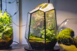 Planting Kit For This Close Geometric Tin Glass Terrarium With Door, Vent -Ncyp Garden Store IMG 8732
