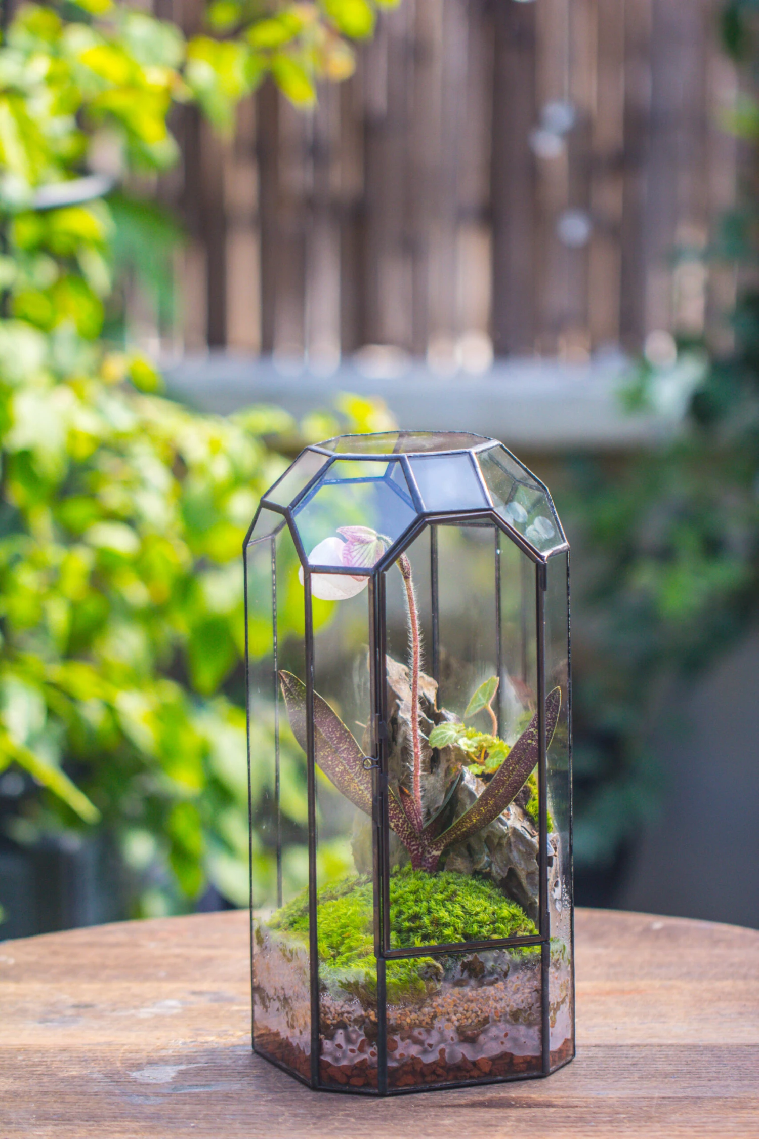 Vintage Tall Octagon Geometric Tin Glass Terrarium , 12.6" , Close, Suitable For Tall Plants, Orchid, Small Begonia Pitcher, Micro Landscape -with White Light Set 16 Vintage Tall Octagon Geometric Tin Glass Terrarium , 12.6" , Close, Suitable For Tall Plants, Orchid, Small Begonia Pitcher, Micro Landscape -with White Light Set - Image 14