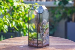 Vintage Tall Octagon Geometric Tin Glass Terrarium , 12.6" , Close, Suitable For Tall Plants, Orchid, Small Begonia Pitcher, Micro Landscape -with White Light Set 36 Vintage Tall Octagon Geometric Tin Glass Terrarium , 12.6" , Close, Suitable For Tall Plants, Orchid, Small Begonia Pitcher, Micro Landscape -with White Light Set -Ncyp Garden Store IMG 8832 53f3afd3 0013 4ee8 a5d7 e0f0f8121c67