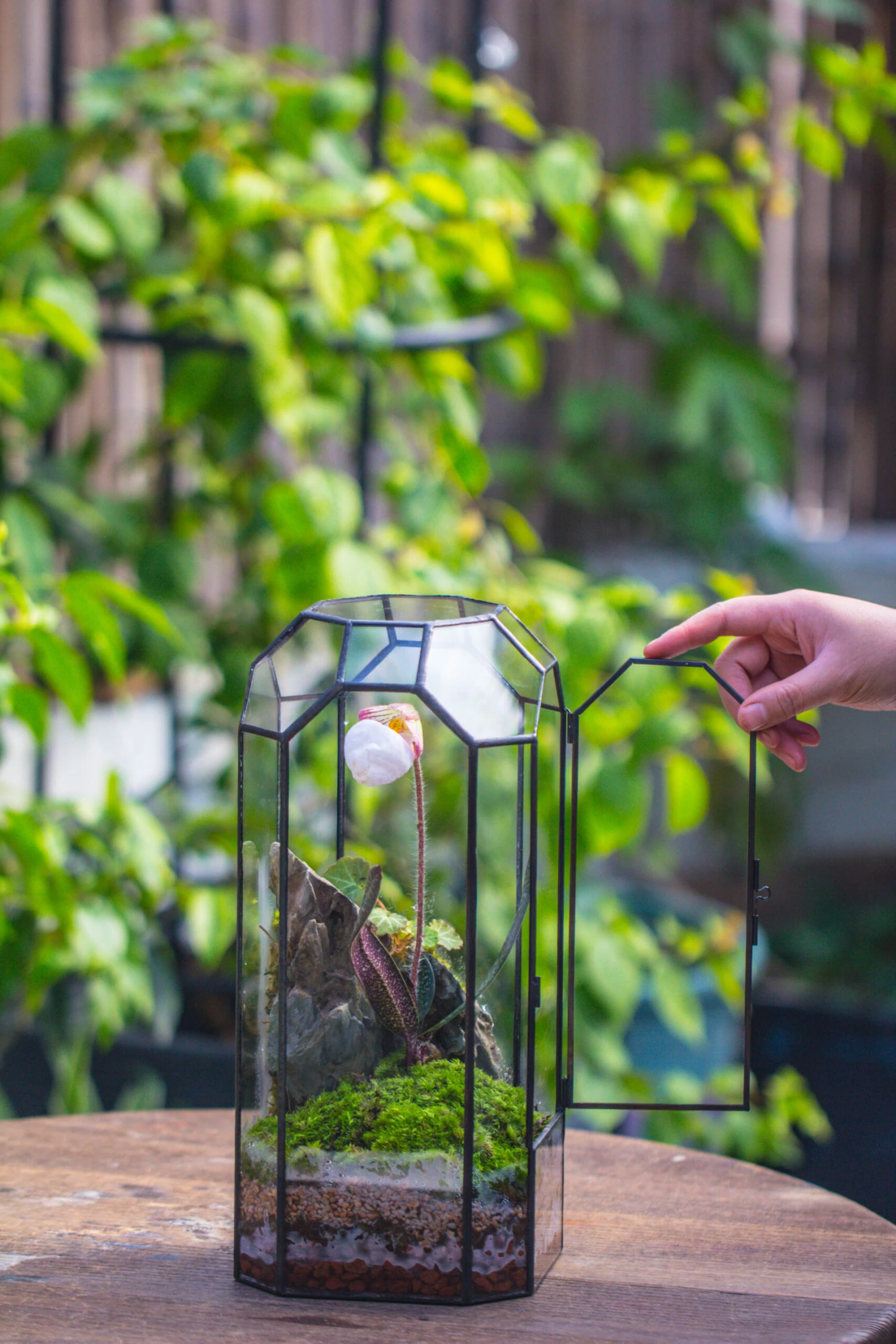 Vintage Tall Octagon Geometric Tin Glass Terrarium , 12.6" , Close, Suitable For Tall Plants, Orchid, Small Begonia Pitcher, Micro Landscape -with White Light Set 19 Vintage Tall Octagon Geometric Tin Glass Terrarium , 12.6" , Close, Suitable For Tall Plants, Orchid, Small Begonia Pitcher, Micro Landscape -with White Light Set - Image 17