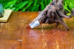 Driftwood For Moss Terrarium, Miniature, Micro Landscape,T8017 -Ncyp Garden Store IMG 8876 cd7b951a 4ff7 4aa7 9126 481c72e703d6