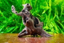 Driftwood For Moss Terrarium, Miniature, Micro Landscape,T8017 -Ncyp Garden Store IMG 8879 ba899ccf 435b 482f b07f 891f2004beb9
