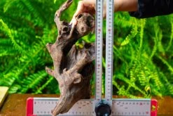 Driftwood For Moss Terrarium, Miniature, Micro Landscape,T8017 -Ncyp Garden Store IMG 8882 cb59c408 2242 4c0f 897d 1e6e9736b782