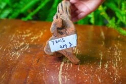 Driftwood For Moss Terrarium, Miniature, Micro Landscape,T8015 -Ncyp Garden Store IMG 8883 7e43de40 1d3c 4b8e 9d18 da2ed878f6d4