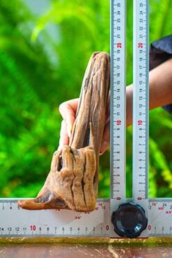Driftwood For Moss Terrarium, Miniature, Micro Landscape,T8015 -Ncyp Garden Store IMG 8887 7737e472 6000 42cf 96ed 4fcdcc21b516