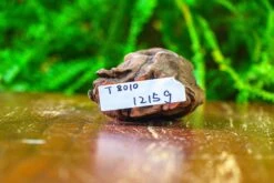 Driftwood For Moss Terrarium, Miniature, Micro Landscape,T8010 -Ncyp Garden Store IMG 8889 62d12431 5417 4a7a ad6f a3ba4189862f