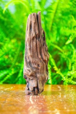 Driftwood For Moss Terrarium, Miniature, Micro Landscape,T8010 -Ncyp Garden Store IMG 8891 711194e5 addb 4e03 8dd6 04b985e9d3f1