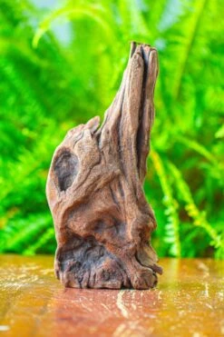 Driftwood For Moss Terrarium, Miniature, Micro Landscape,T8010 -Ncyp Garden Store IMG 8892 70ddb64a 5109 453a 900a 5837d9692f9e