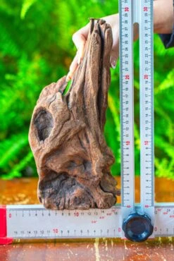 Driftwood For Moss Terrarium, Miniature, Micro Landscape,T8010 -Ncyp Garden Store IMG 8893 fe060f9f 7aa8 4b9f b8a7 b7ce3e37ade0