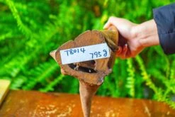 Driftwood For Moss Terrarium, Miniature, Micro Landscape,T8014 -Ncyp Garden Store IMG 8895