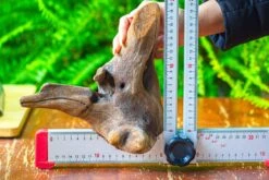 Driftwood For Moss Terrarium, Miniature, Micro Landscape,T8014 -Ncyp Garden Store IMG 8900