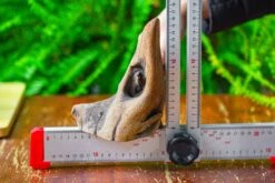 Driftwood For Moss Terrarium, Miniature, Micro Landscape,T8014 -Ncyp Garden Store IMG 8901