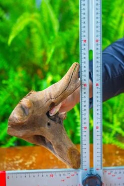 Driftwood For Moss Terrarium, Miniature, Micro Landscape,T8014 -Ncyp Garden Store IMG 8902