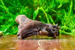 Driftwood For Moss Terrarium, Miniature, Micro Landscape,T8011 -Ncyp Garden Store IMG 8918