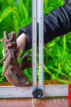 Driftwood For Moss Terrarium, Miniature, Micro Landscape,T8011 -Ncyp Garden Store IMG 8921