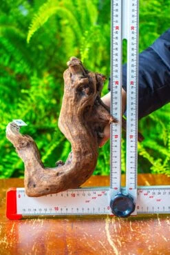 Driftwood For Moss Terrarium, Miniature, Micro Landscape,T8011 -Ncyp Garden Store IMG 8922