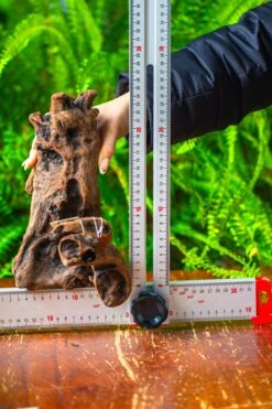 Driftwood For Moss Terrarium, Miniature, Micro Landscape,T8011 -Ncyp Garden Store IMG 8923 c75861a4 0530 480b a019 82677eace68a