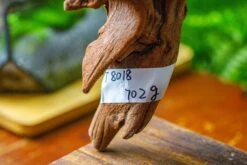 Driftwood For Moss Terrarium, Miniature, Micro Landscape,T8018 -Ncyp Garden Store IMG 8924 d42a602a b662 48f6 a743 5fb067712466