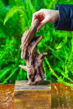 Driftwood For Moss Terrarium, Miniature, Micro Landscape,T8018 -Ncyp Garden Store IMG 8928