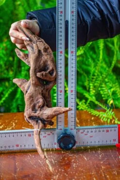 Driftwood For Moss Terrarium, Miniature, Micro Landscape,T8018 -Ncyp Garden Store IMG 8929 2