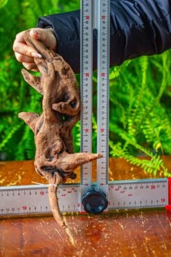 Driftwood For Moss Terrarium, Miniature, Micro Landscape,T8018 -Ncyp Garden Store IMG 8929 db017e7f fcde 408f 94c5 a93c92cd91e8