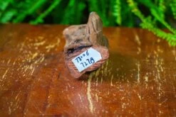 Driftwood For Moss Terrarium, Miniature, Micro Landscape,T8006 -Ncyp Garden Store IMG 8931 e255c517 480d 4417 8741 1f8d4f8ee665