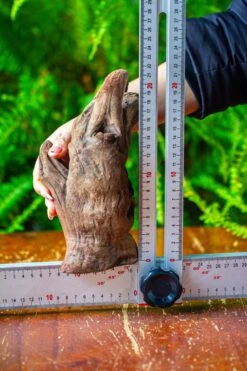 Driftwood For Moss Terrarium, Miniature, Micro Landscape,T8006 -Ncyp Garden Store IMG 8937