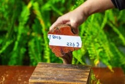 Driftwood For Moss Terrarium, Miniature, Micro Landscape,T8016 -Ncyp Garden Store IMG 8938