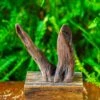 Driftwood For Moss Terrarium, Miniature, Micro Landscape,T8016