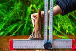 Driftwood For Moss Terrarium, Miniature, Micro Landscape,T8016 -Ncyp Garden Store IMG 8943