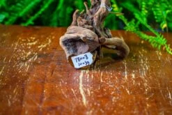 Driftwood For Moss Terrarium, Miniature, Micro Landscape,T8008 -Ncyp Garden Store IMG 8944