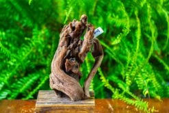 Driftwood For Moss Terrarium, Miniature, Micro Landscape,T8008 -Ncyp Garden Store IMG 8945