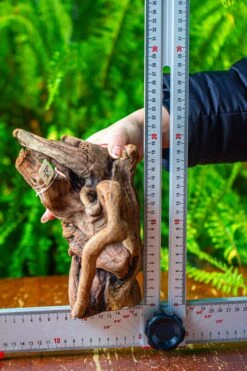 Driftwood For Moss Terrarium, Miniature, Micro Landscape,T8008 -Ncyp Garden Store IMG 8948