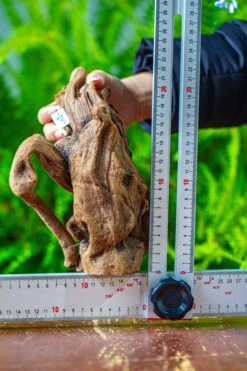 Driftwood For Moss Terrarium, Miniature, Micro Landscape,T8008 -Ncyp Garden Store IMG 8949