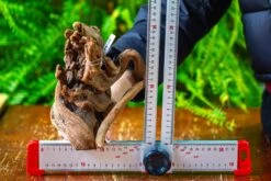 Driftwood For Moss Terrarium, Miniature, Micro Landscape,T8008 -Ncyp Garden Store IMG 8950