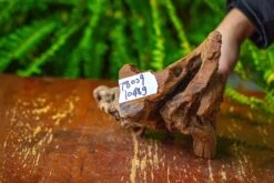 Driftwood For Moss Terrarium, Miniature, Micro Landscape,T8009 -Ncyp Garden Store IMG 8951