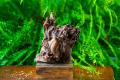Driftwood For Moss Terrarium, Miniature, Micro Landscape,T8009 -Ncyp Garden Store IMG 8952