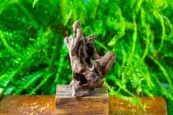 Driftwood For Moss Terrarium, Miniature, Micro Landscape,T8009 -Ncyp Garden Store IMG 8953